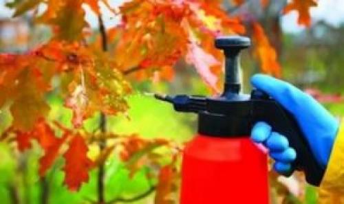 Обработка яблонь осенью железным купоросом. Как должна выполняться обработка яблонь осенью от вредителей и болезней?