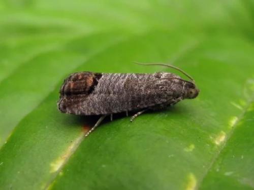 Обработка яблонь осенью железным купоросом. Как должна выполняться обработка яблонь осенью от вредителей и болезней?