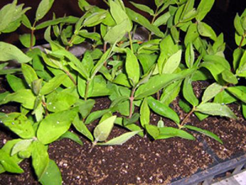 Как размножить жимолость различными способами. Размножение жимолости семенами 17