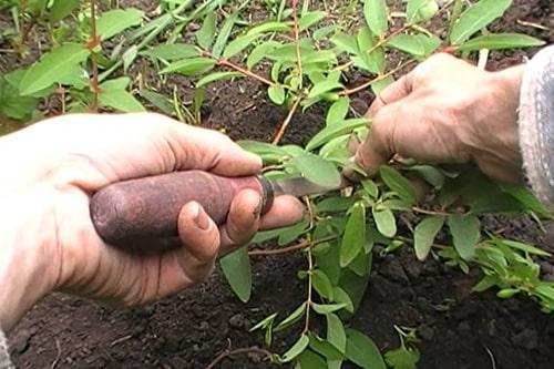 Как размножить жимолость различными способами. Размножение жимолости семенами 01