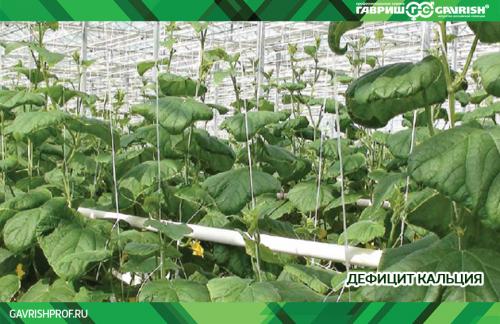 Почему горькие огурцы на грядке и что делать. Почему в теплице вырастают горькие огурцы —, что делать? 02