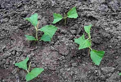 Зимнее черенкование ЖИМОЛОСТИ. Особенности черенкования ЖИМОЛОСТИ