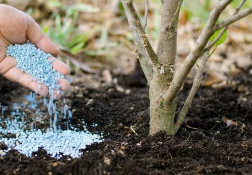 Как размножить жимолость декоративную. Посадка и уход