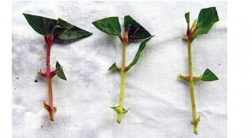 Зимнее черенкование ЖИМОЛОСТИ. Особенности черенкования ЖИМОЛОСТИ