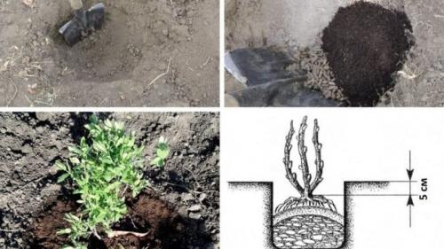 Как размножить жимолость каприфоль. Посадка ЖИМОЛОСТИ каприфоль в открытом грунте