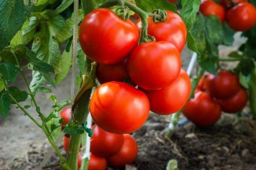 Как правильно выращивать томаты Таня F1 из семян. Описание гибридного томата Таня и выращивание сорта из семян