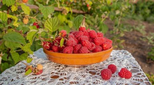 Грядки из шифера для малины. Как я ограничила заросли малины, чтобы навести порядок на участке 10