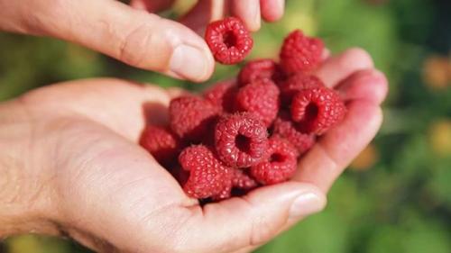 Корень малины. Лечебные свойства корней малины