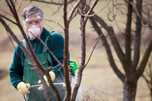Чем опрыскивать яблони и груши осенью. Как опрыскивать яблоню и другие плодовые деревья осенью: правила и рекомендации