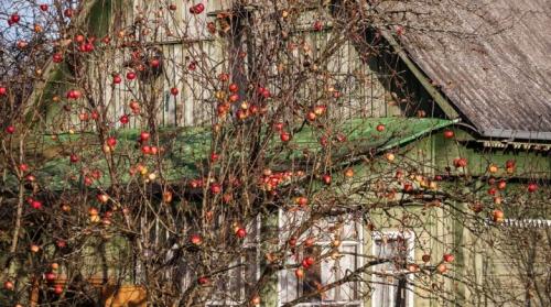 Обработка яблонь осенью от гнили. Все об уходе за яблонями осенью