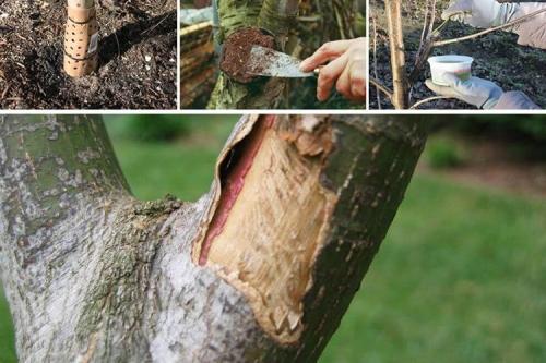 Как защитить корни яблони от грызунов. Как защитить деревья в саду от грызунов