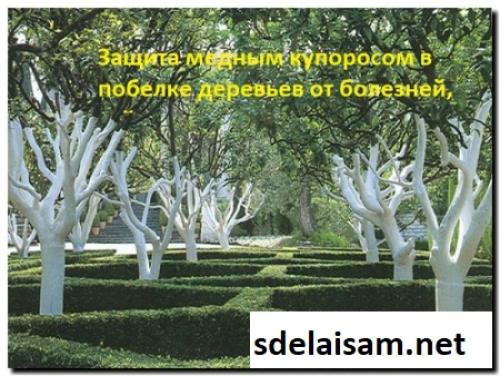 Чем обработать деревья от грызунов на зиму. Чем опасны погрызы на коре 10