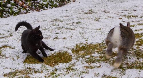 Чем обработать деревья от грызунов на зиму. Чем опасны погрызы на коре