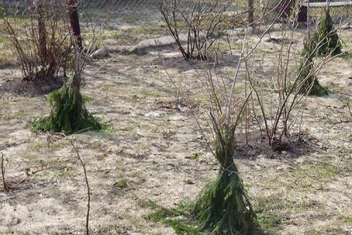 Как защитить корни яблони от грызунов. Как защитить деревья в саду от грызунов