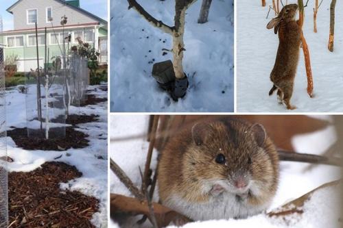 Как защитить корни яблони от грызунов. Как защитить деревья в саду от грызунов