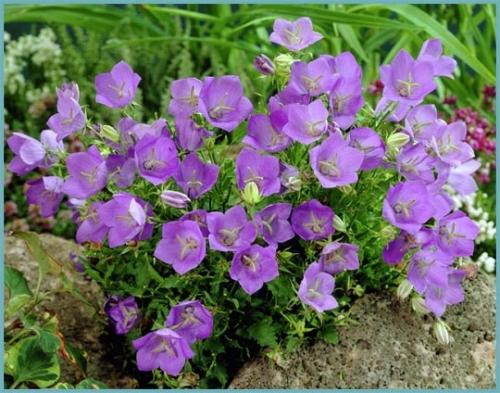 Какие растения можно посадить под зиму. 26 цветов которые можно посадить осенью под зиму