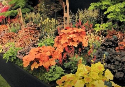 Какие растения можно посадить под зиму. 26 цветов которые можно посадить осенью под зиму