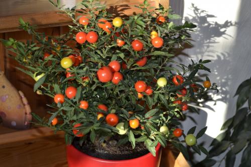 Что можно посадить осенью дома. Что посадить дома осенью на подоконнике