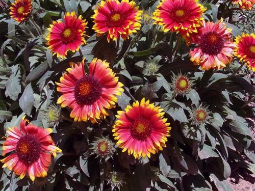 Какие растения можно посадить под зиму. 26 цветов которые можно посадить осенью под зиму