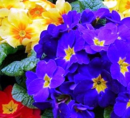 Какие растения можно посадить на даче осенью. Добавление статьи в новую подборку 09