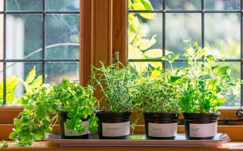 Что можно посадить осенью дома. Что посадить дома осенью на подоконнике