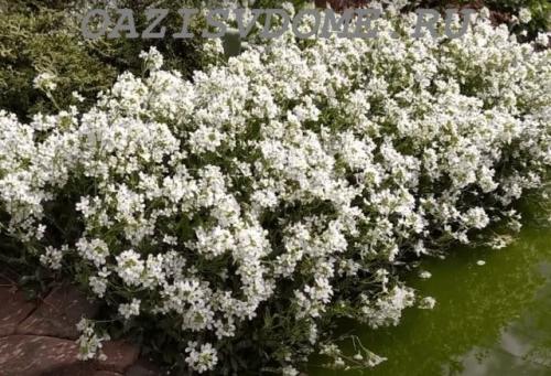 Какие растения можно посадить под зиму. 26 цветов которые можно посадить осенью под зиму