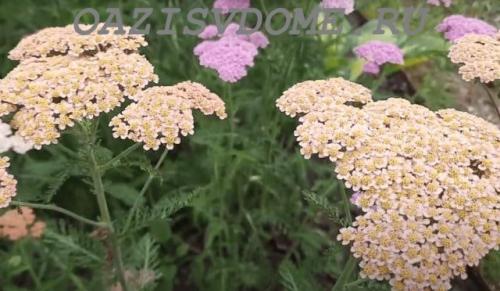 Какие растения можно посадить под зиму. 26 цветов которые можно посадить осенью под зиму