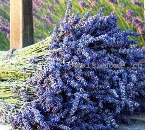 Какие растения можно посадить на даче осенью. Добавление статьи в новую подборку 16