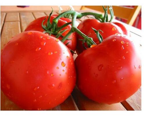 Как оценивается вкус помидоров, выращенных из семян Таня F1. Описание сорта томата Таня