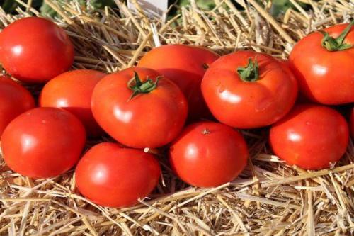 Как сравниваются семена Таня F1 с другими сортами помидоров. Что представляет собой томат Таня?