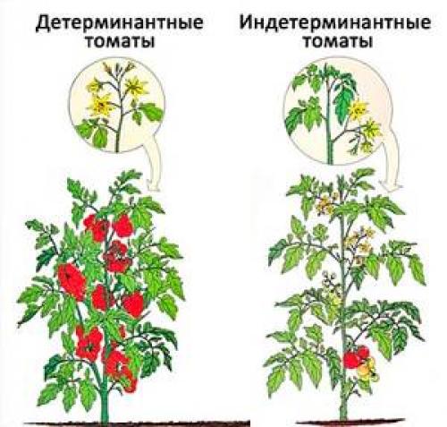 Секреты выращивания томата 'Таня F1': детерминантный сорт для вашего сада 02