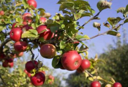 Срез на кольцо. Как делается обрезка на кольцо, на внешнюю или внутреннюю почку 10 Срез на кольцо. Как делается обрезка на кольцо, на внешнюю или внутреннюю почку 10