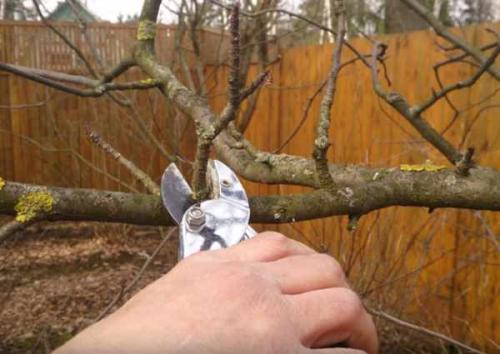 Срез на кольцо. Как делается обрезка на кольцо, на внешнюю или внутреннюю почку 07 Срез на кольцо. Как делается обрезка на кольцо, на внешнюю или внутреннюю почку 07