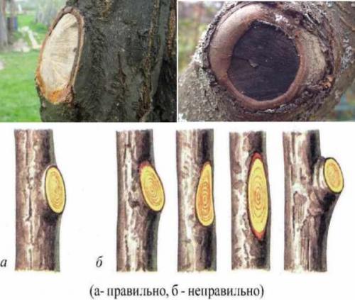 Срез на кольцо. Как делается обрезка на кольцо, на внешнюю или внутреннюю почку 09 Срез на кольцо. Как делается обрезка на кольцо, на внешнюю или внутреннюю почку 09