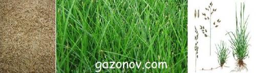 Овсяница красная семена. Овсяница красная: описание вида и краткая характеристика