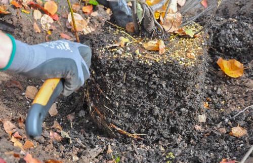 Как сохранить саженцы до весны. Как сохранить корневища многолетников