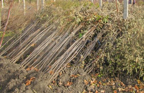 Можно ли прикопать саженцы в теплице. Как сохранить саженцы в прикопе до весны