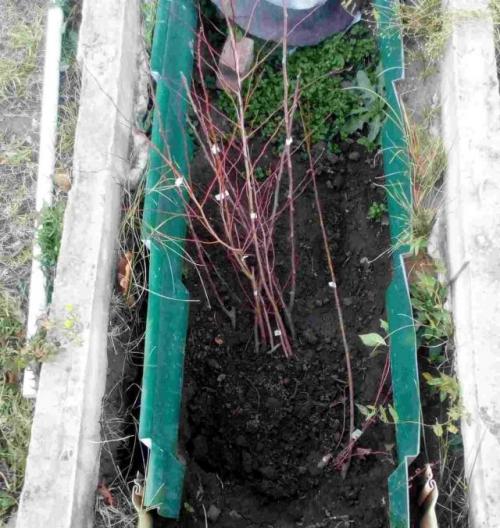 Как прикопать саженцы на зиму. Какие саженцы деревьев и кустов можно прикопать и когда?