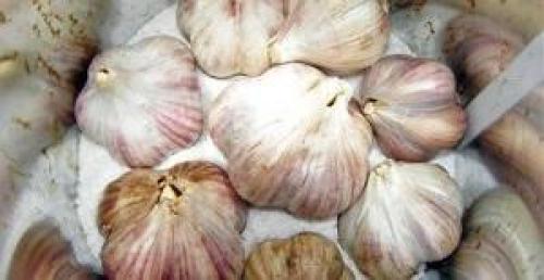 Как сохранить чеснок до весны. Подготовка