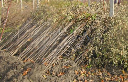 Можно ли прикопать саженцы в теплице. Как сохранить саженцы в прикопе до весны