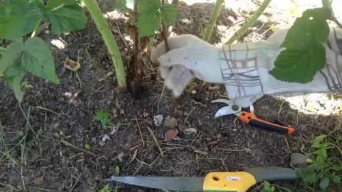 Как прикопать саженцы малины на зиму. Прикопка малины на зиму