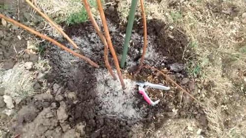Как прикопать саженцы малины на зиму. Прикопка малины на зиму