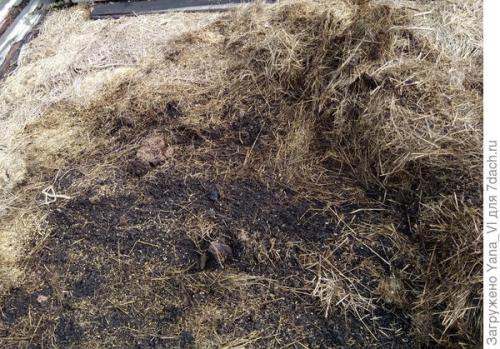 Прикопка саженцев осенью. Прикопка саженцев на зиму. Поэтапно, с фотографиями