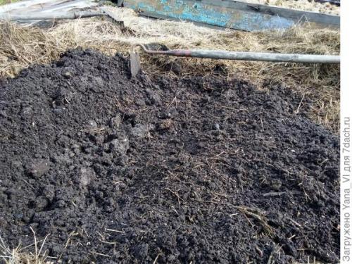 Прикопка саженцев осенью. Прикопка саженцев на зиму. Поэтапно, с фотографиями