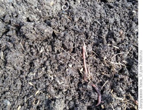 Прикопка саженцев осенью. Прикопка саженцев на зиму. Поэтапно, с фотографиями