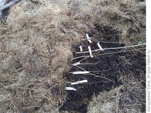 Прикопка саженцев осенью. Прикопка саженцев на зиму. Поэтапно, с фотографиями