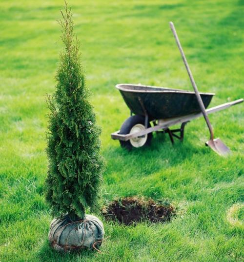 Как прикопать саженцы с закрытой корневой системой. Летние посадки крупномеров с комом земли