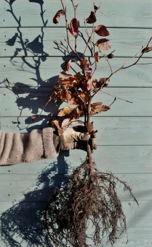 Что делать с саженцами после покупки. Спасение больных саженцев