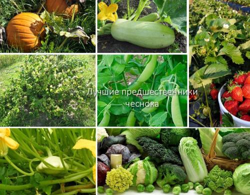 Лучшие предшественники чеснока. После, каких культур сажать чеснок по зиму?