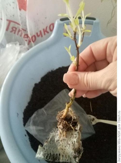 Что делать с саженцами полученными по почте. О пересадке полученных саженцев